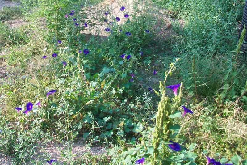 Ipomoea purpurea / Campanella turchina