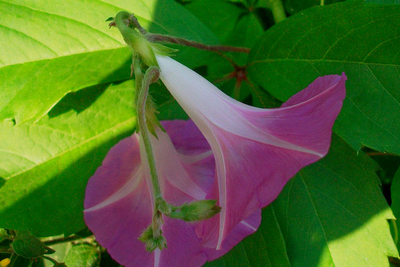 Ipomoea purpurea / Campanella turchina