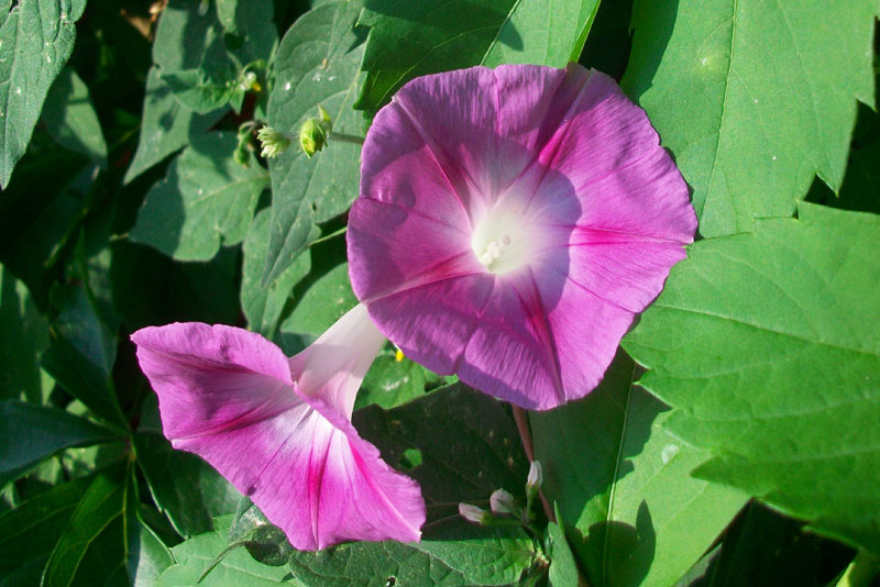 Ipomoea purpurea / Campanella turchina