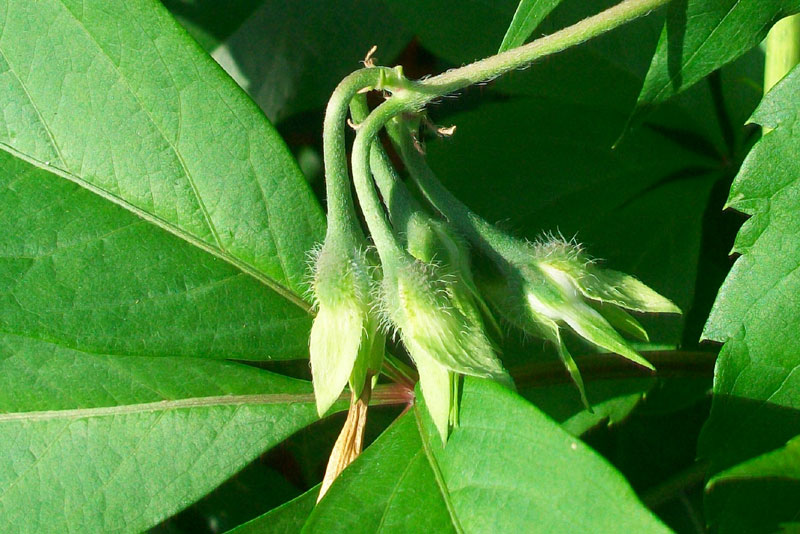 Ipomoea purpurea / Campanella turchina