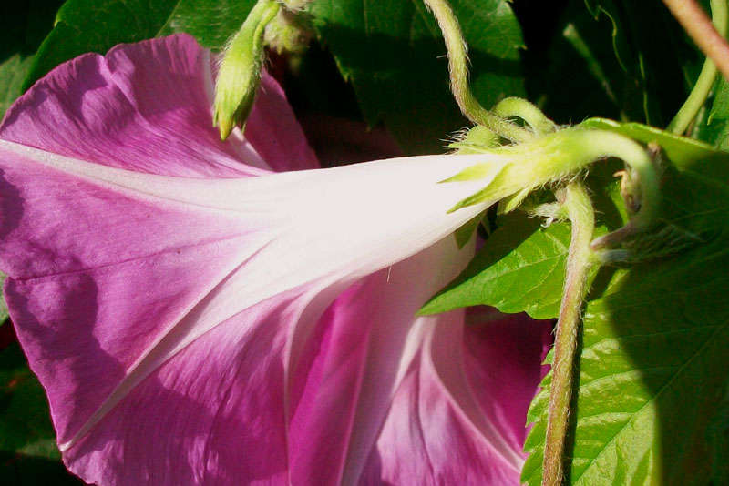 Ipomoea purpurea / Campanella turchina