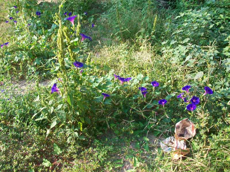 Ipomoea purpurea / Campanella turchina