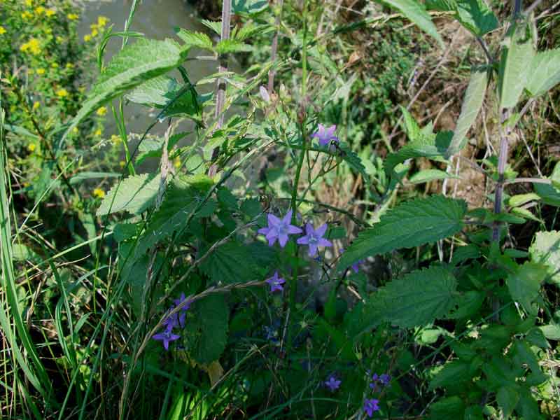 Campanula rapunculus