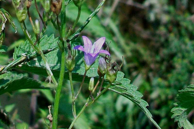 Campanula rapunculus