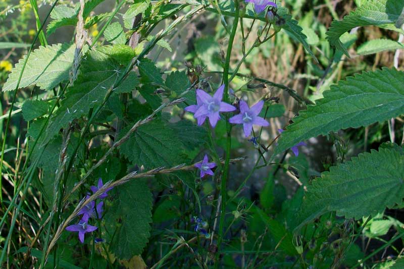 Campanula rapunculus