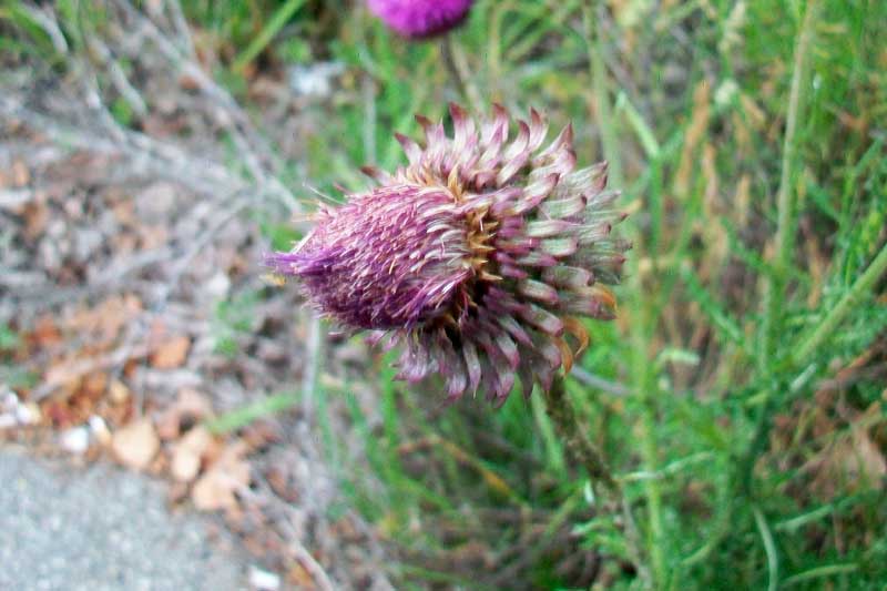Carduus nutans