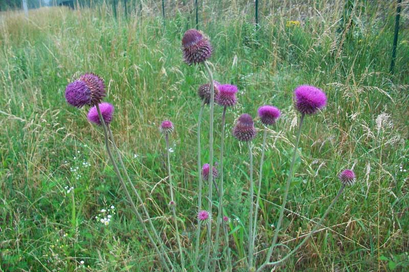 Carduus nutans