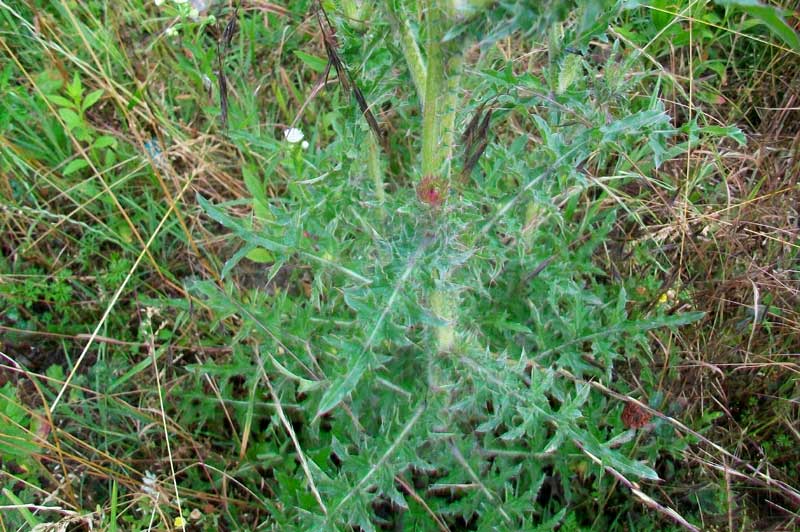 Carduus nutans
