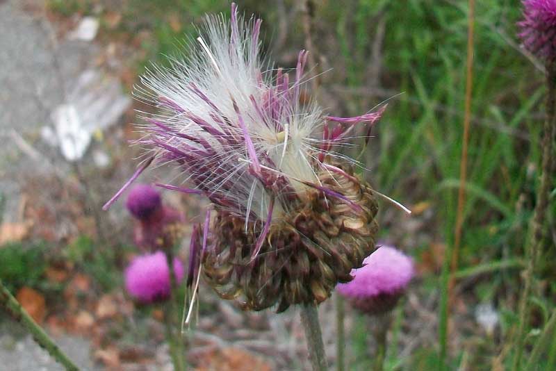 Carduus nutans