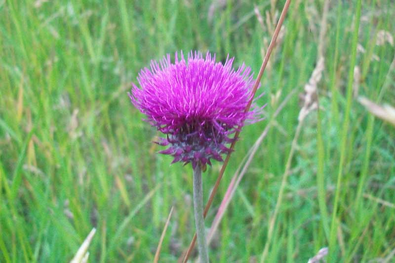 Carduus nutans