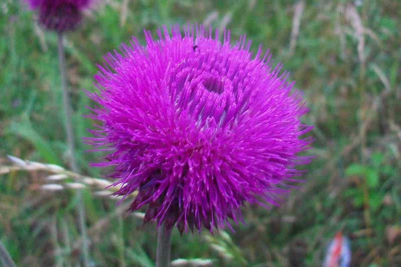 Carduus nutans