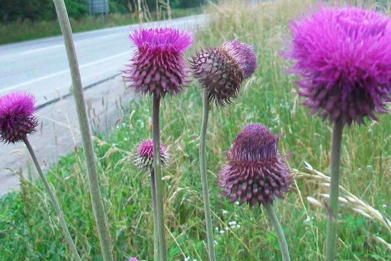 Carduus nutans