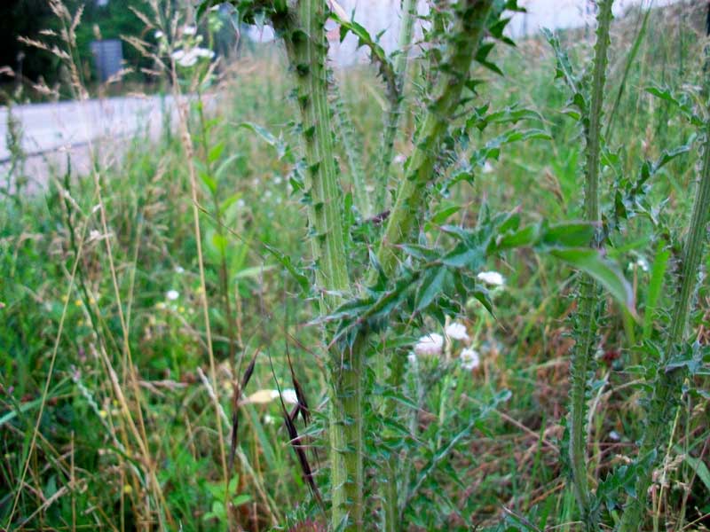 Carduus nutans
