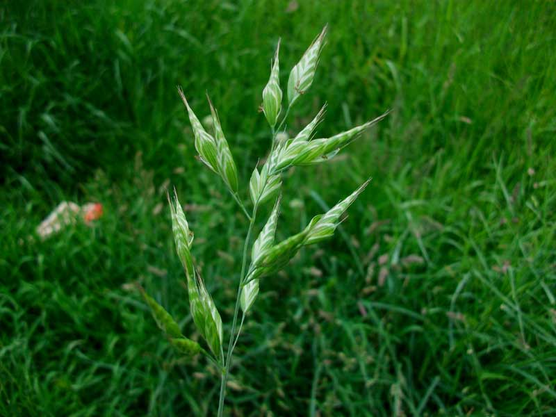 Erbacea da identificare - Bromus hordeaceus