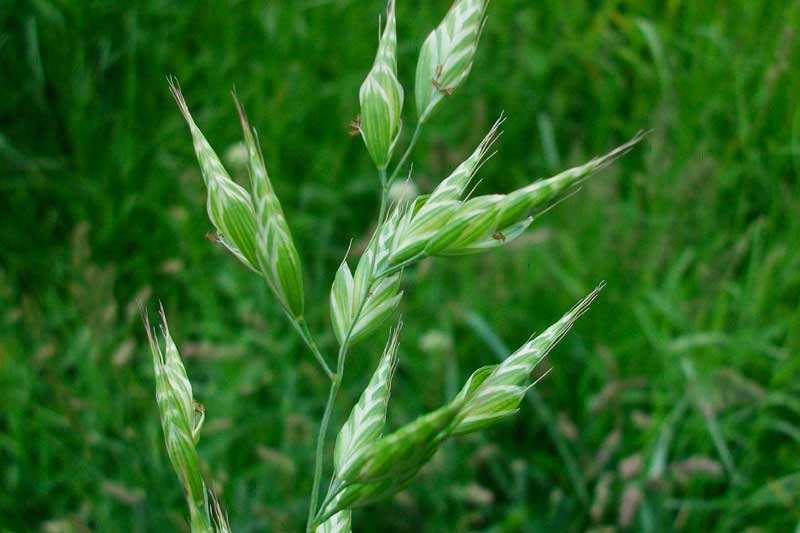 Erbacea da identificare - Bromus hordeaceus