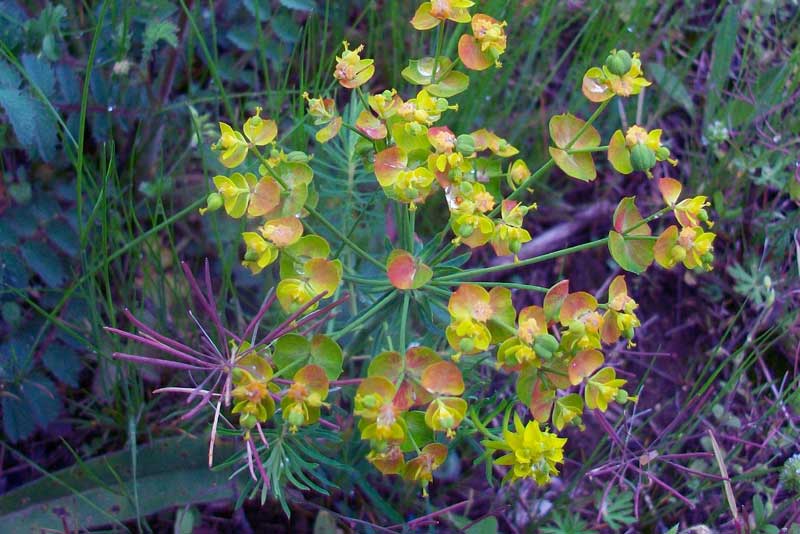 Euphorbia cyparissias