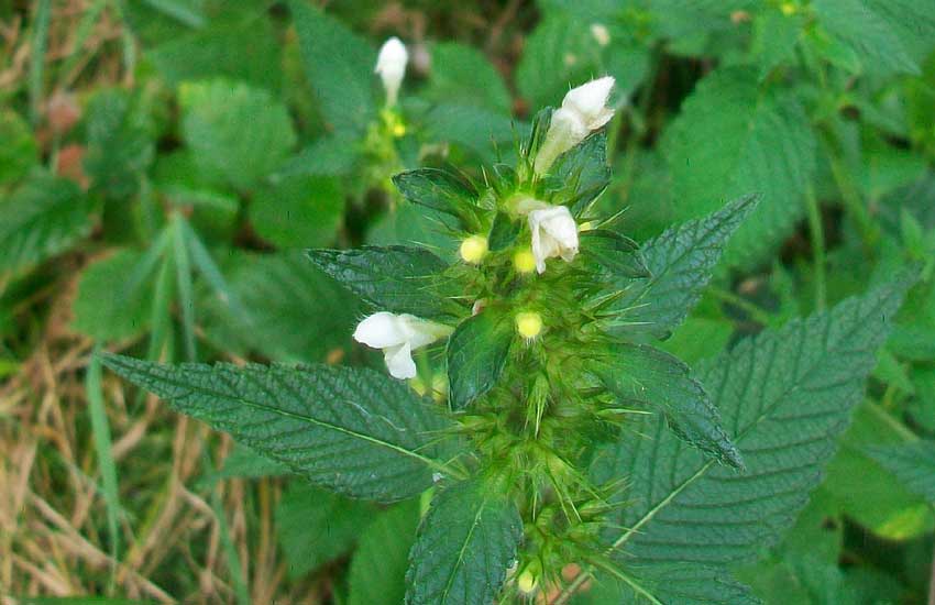 Da identificare: Galeopsis