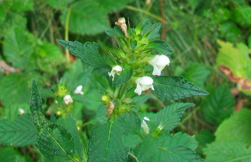 Da identificare: Galeopsis