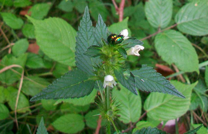 Da identificare: Galeopsis