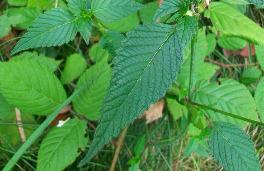 Da identificare: Galeopsis