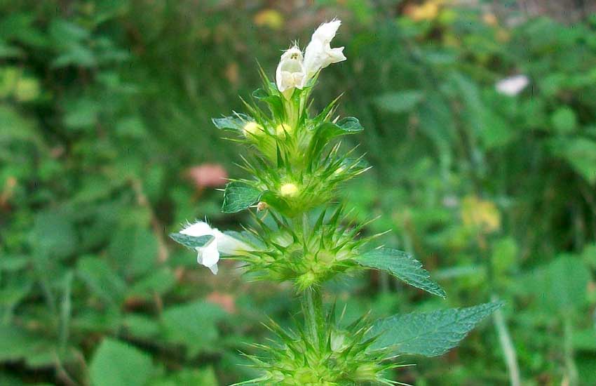 Da identificare: Galeopsis