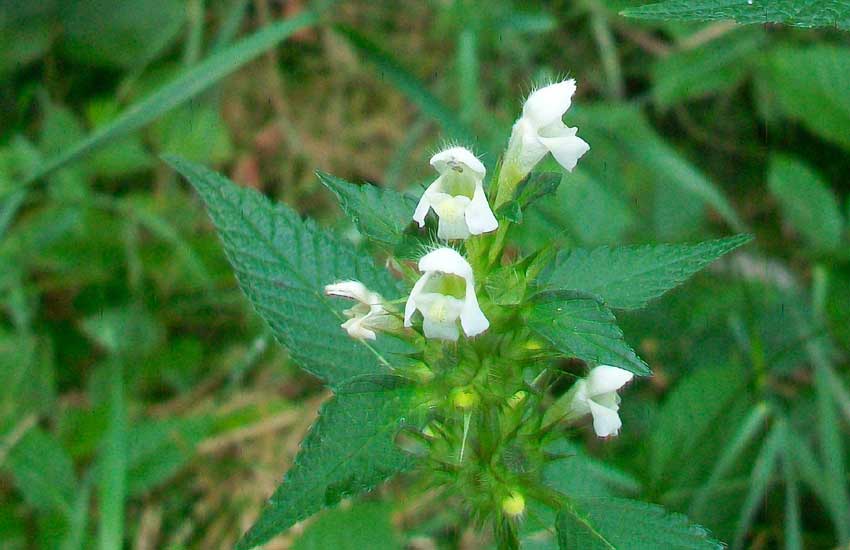 Da identificare: Galeopsis