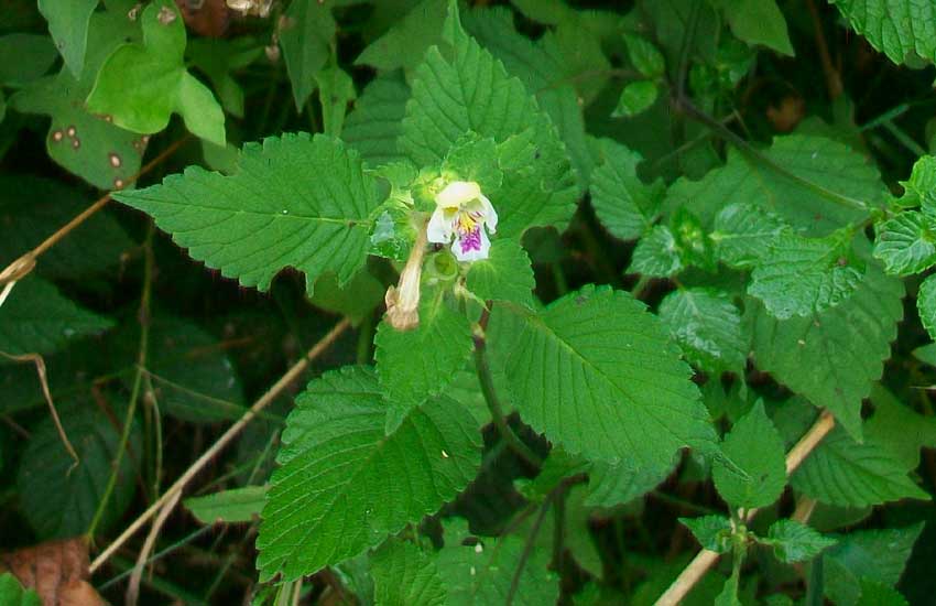 Da identificare: Galeopsis