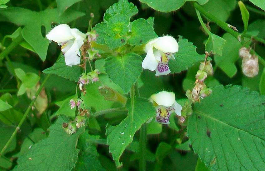 Da identificare: Galeopsis