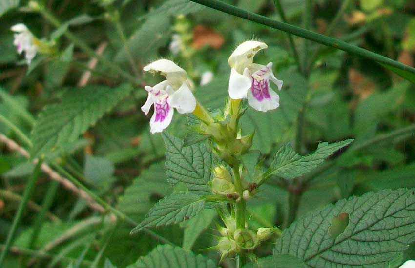 Da identificare: Galeopsis