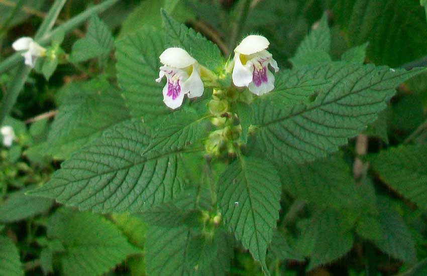 Da identificare: Galeopsis