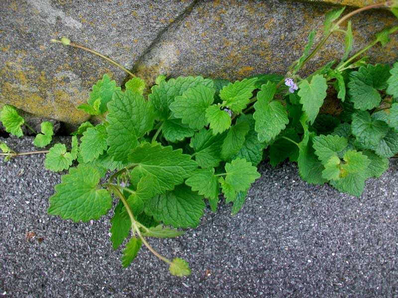 Glechoma hederacea