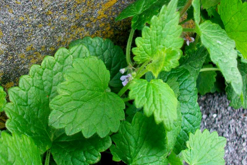 Glechoma hederacea