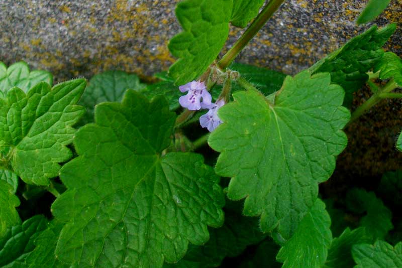 Glechoma hederacea