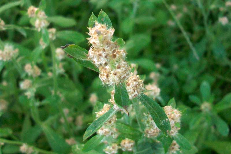 Gamochaeta pensylvanica