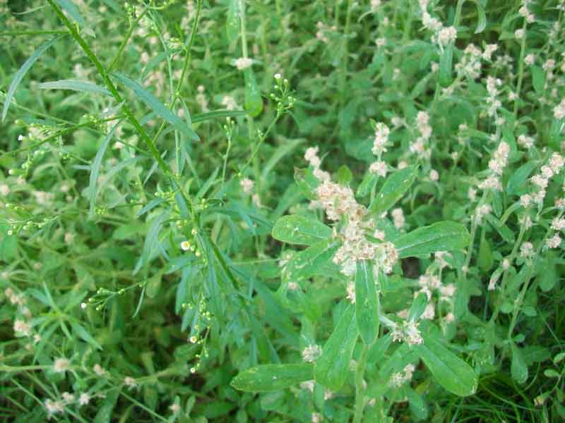 Gamochaeta pensylvanica