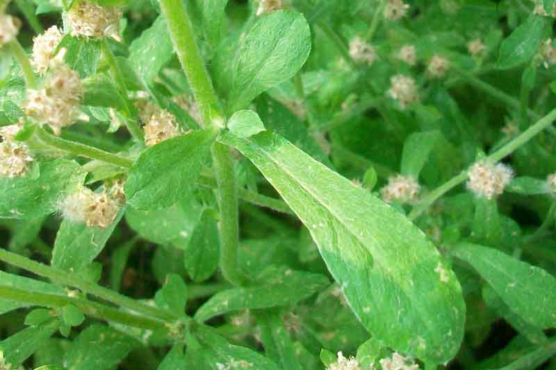 Gamochaeta pensylvanica