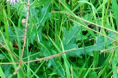 Cirsium arvense