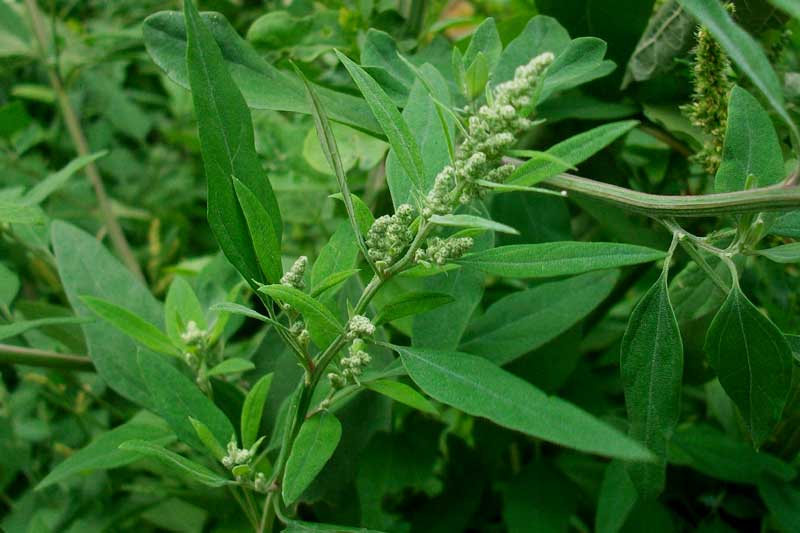 Chenopodium sp