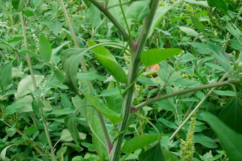 Chenopodium sp