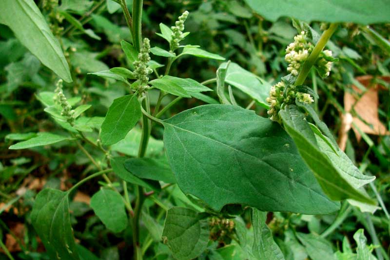 Chenopodium sp