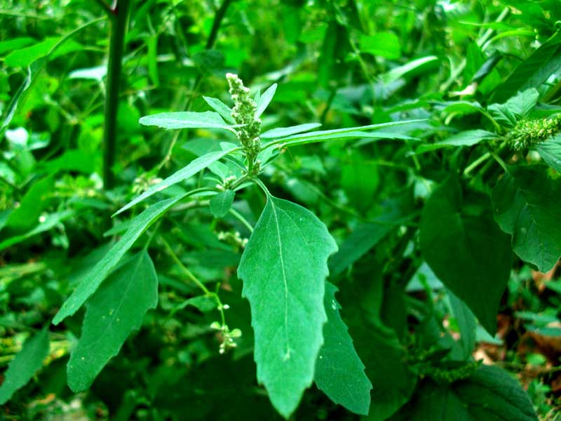 Chenopodium sp