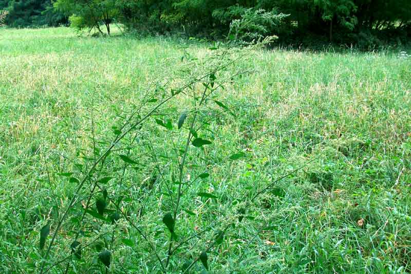 Chenopodium sp