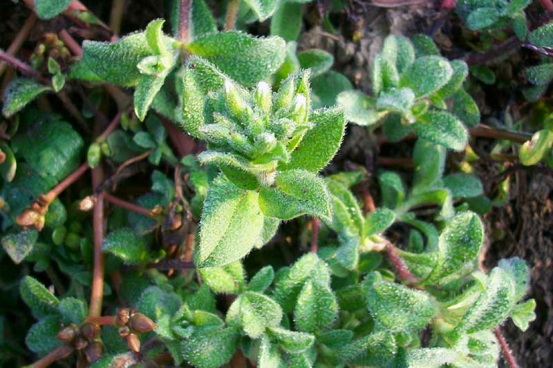 Cerastium glomeratum Thuill.