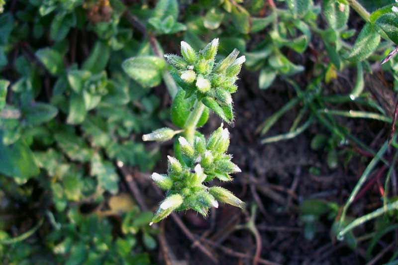 Cerastium glomeratum Thuill.