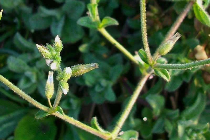 Cerastium glomeratum Thuill.