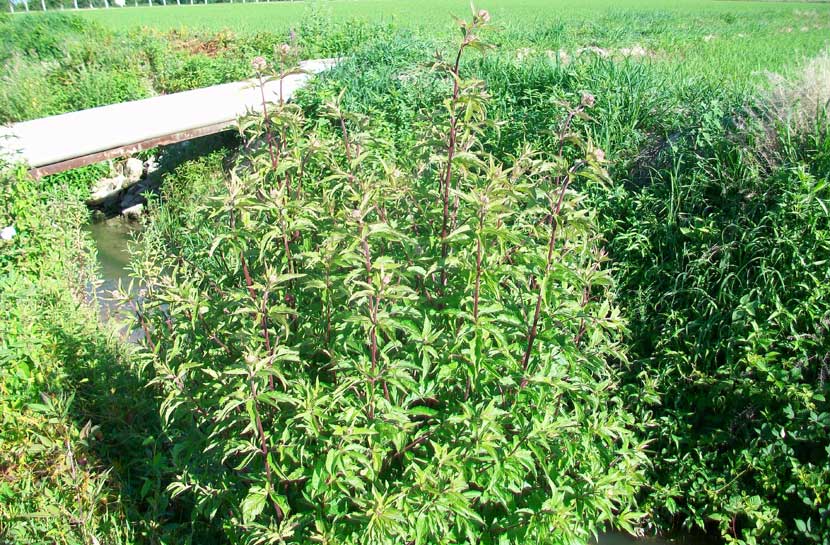 Eupatorium cannabinum