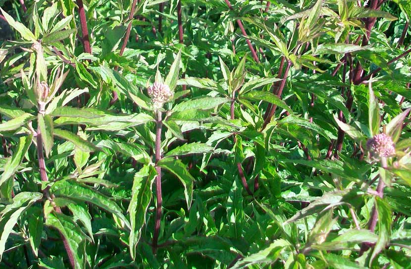 Eupatorium cannabinum
