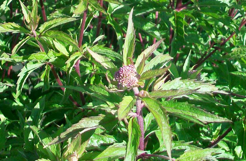 Eupatorium cannabinum