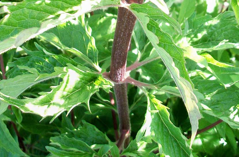 Eupatorium cannabinum