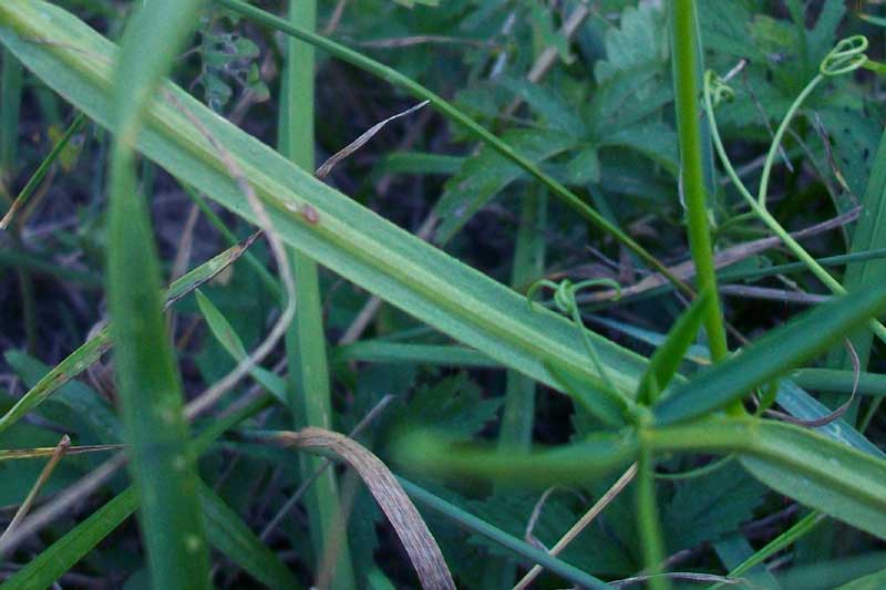 Lathyrus sylvestris L. / Cicerchione